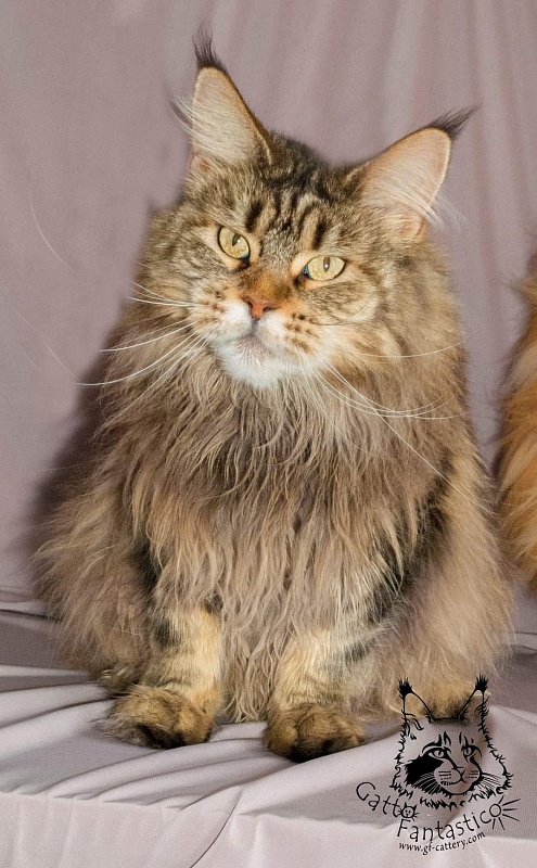 RO*Handy Dandy Kassiana - maine-coon