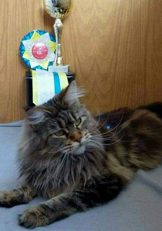 RO*Handy Dandy Kassiana - maine-coon