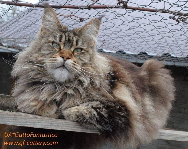 RO*Handy Dandy Kassiana - maine-coon