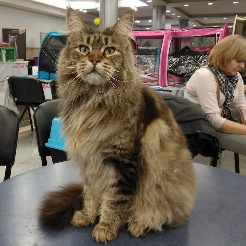 RO*Handy Dandy Kassiana - maine-coon
