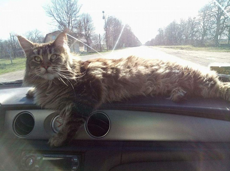 RO*Handy Dandy Kassiana - maine-coon