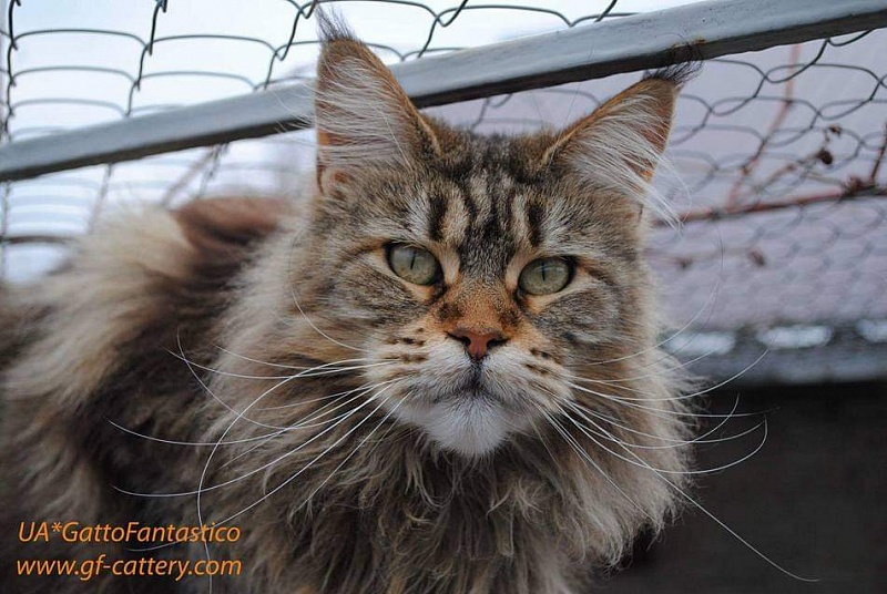 RO*Handy Dandy Kassiana - maine-coon