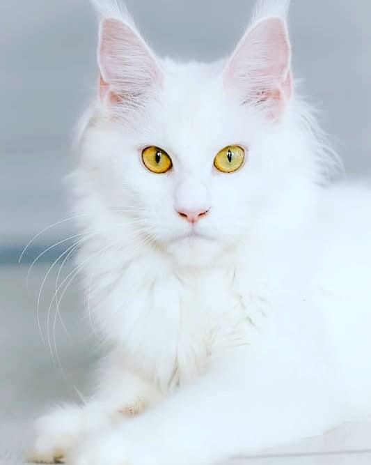 Fluffytails Uslada - maine-coon
