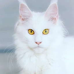 Fluffytails Uslada