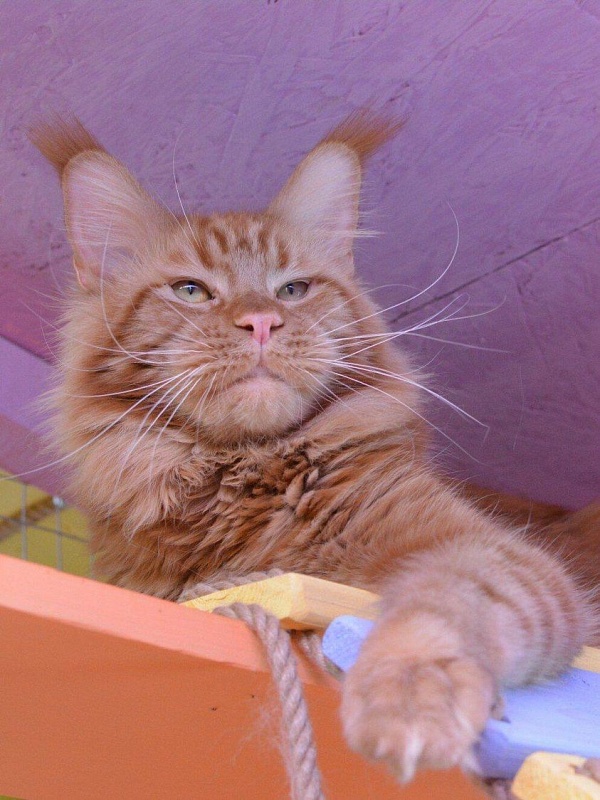 Honey Choice Kim - maine-coon