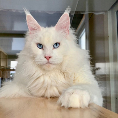 Alpinen Gold Wasabi - maine-coon