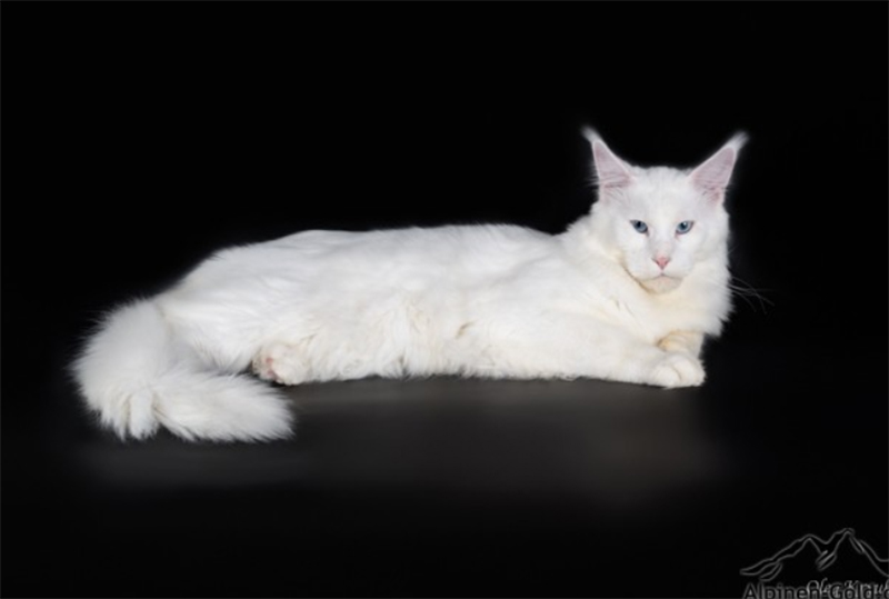 Waldhuter Kalif - maine-coon