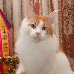 Goldjasmine Lord