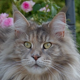 Aloa's Tutti Frutti