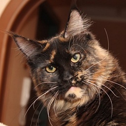 Captain Coon's Tess