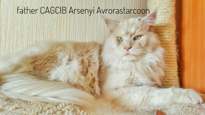 Arsenyi Avrorastarcoon - maine-coon