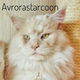 Arsenyi Avrorastarcoon