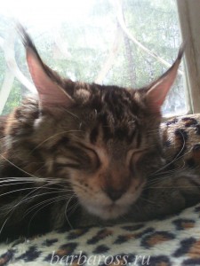 Carolina Stars Quality - maine-coon