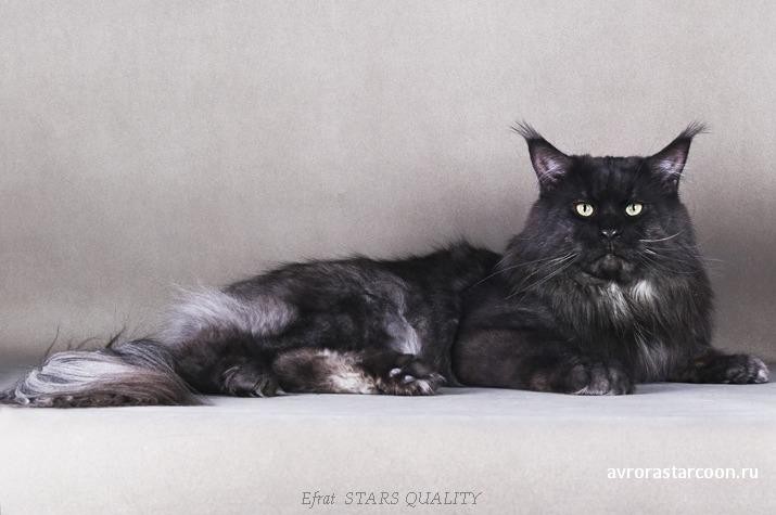 Efrat Stars Quality - maine-coon