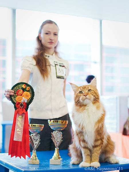 Pillowtalk's Da Vinci - maine-coon