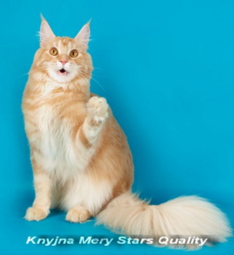 Knyjna Mery Stars Quality - maine-coon