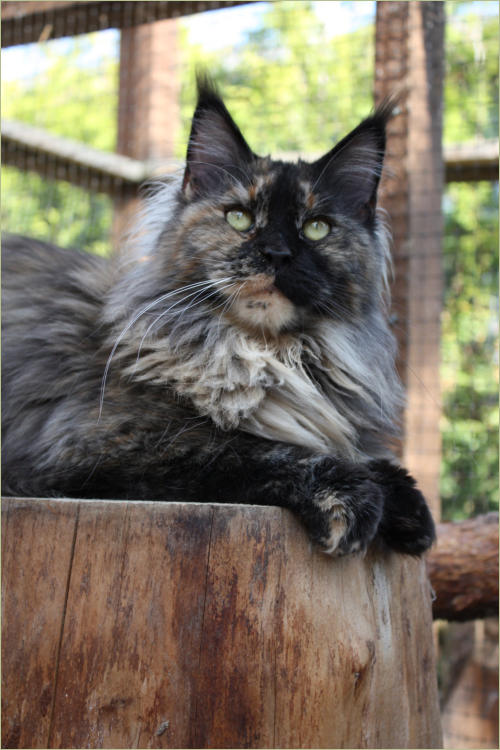 Big Kitty Princess of Montana - Дорослий мейн-кун 2,5 роки 1,5 тиждень