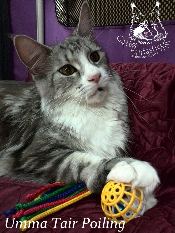 Umma Tair Poiling - maine-coon