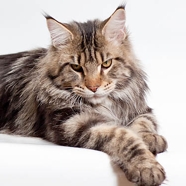 Coonung Helt Harald - Junior maine-coon 7 months 3 weeks