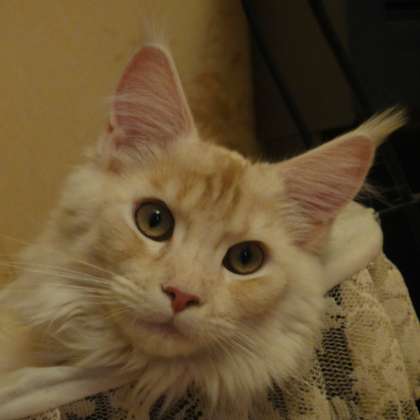 Intriga Stars Quality - maine-coon