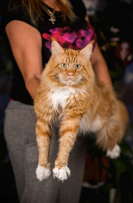 Jam Arine - maine-coon
