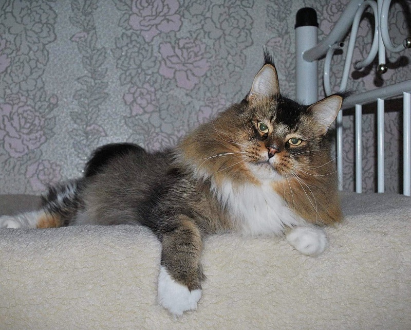 Stallers Shaman - maine-coon