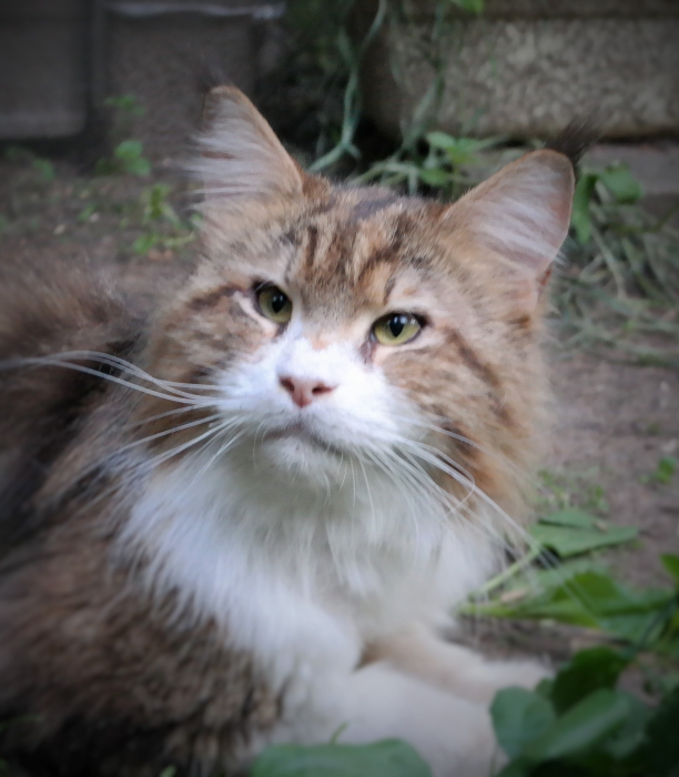 Stallers Ottawan - maine-coon