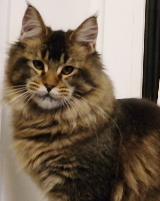 Unicum Lullaby Crash - maine-coon