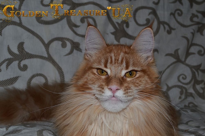 Queenly Golden Treasure - maine-coon