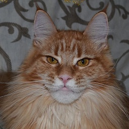 Queenly Golden Treasure
