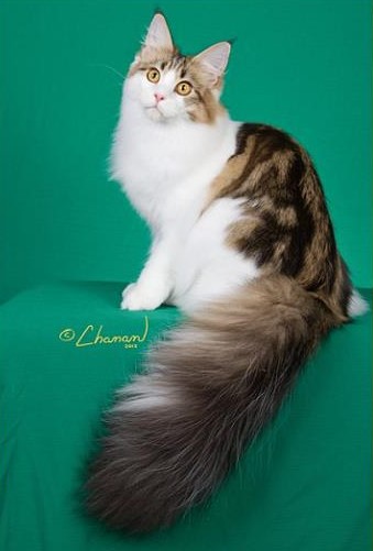Tropikoons Koi of Mainesuspect - maine-coon
