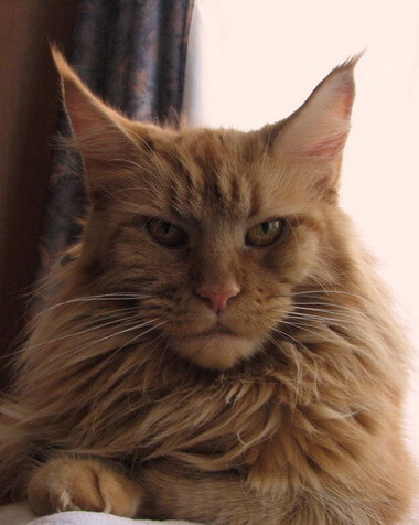 Mainefield’s Oklahoma - maine-coon