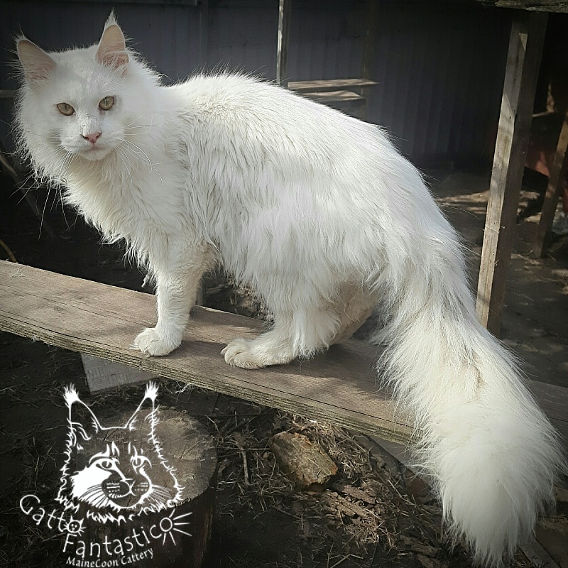 Happy House Grant - Adult maine-coon 11 months 4 weeks
