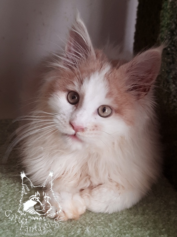 Gatto Fantastico Lincoln - Kitten maine-coon 3 months 1 week