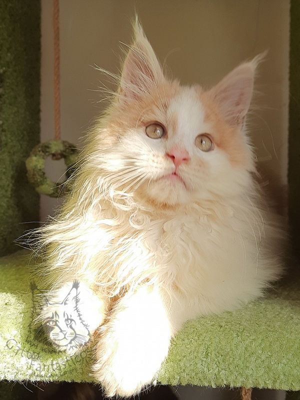 Gatto Fantastico Lincoln - Kitten maine-coon 3 months 1.5 week