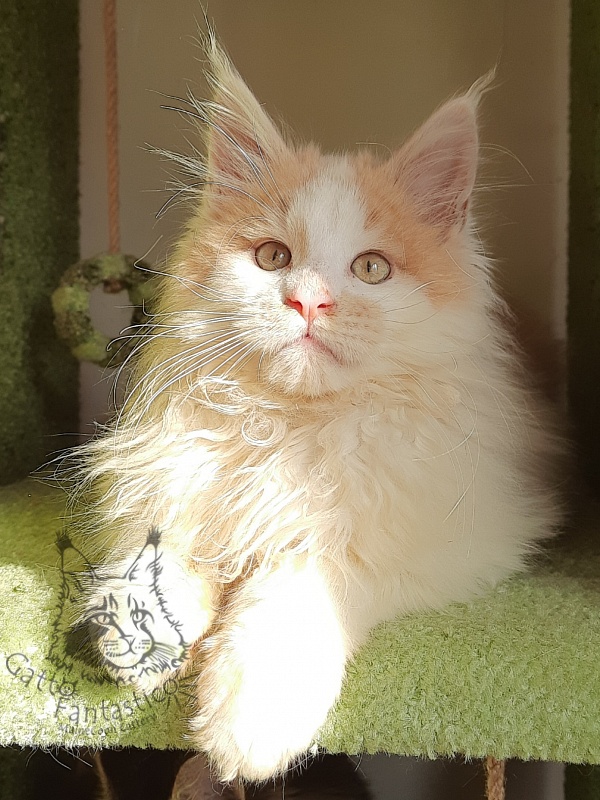 Gatto Fantastico Lincoln - Kitten maine-coon 3 months 1.5 week