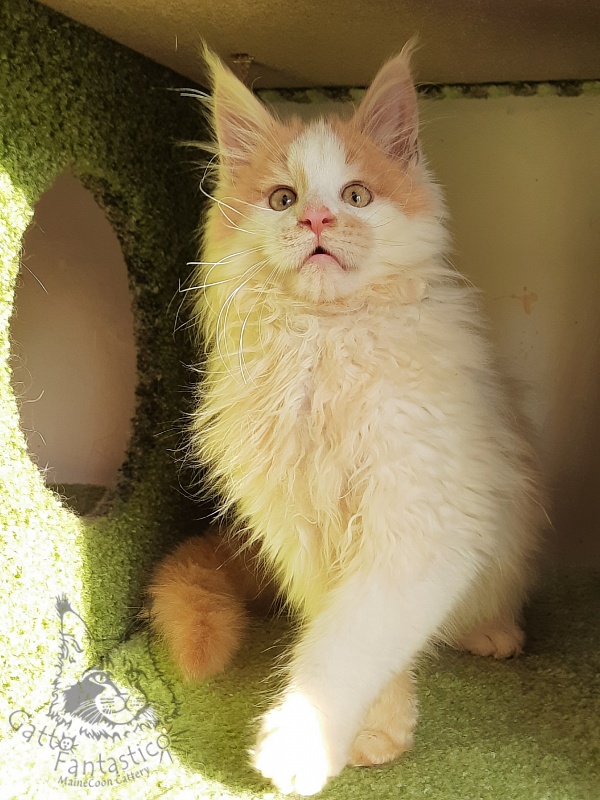 Gatto Fantastico Lincoln - Kitten maine-coon 3 months 1.5 week