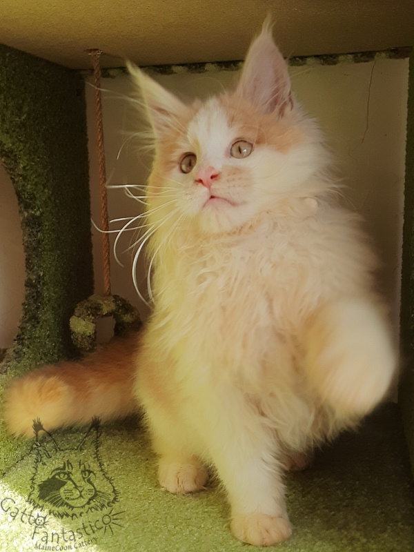 Gatto Fantastico Lincoln - Kitten maine-coon 3 months 1.5 week