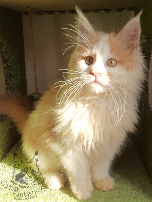 Gatto Fantastico Lincoln - Kitten maine-coon 3 months 1.5 week