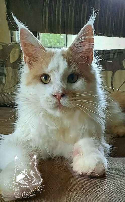 Gatto Fantastico Lincoln - Kitten maine-coon 6 months 3 weeks