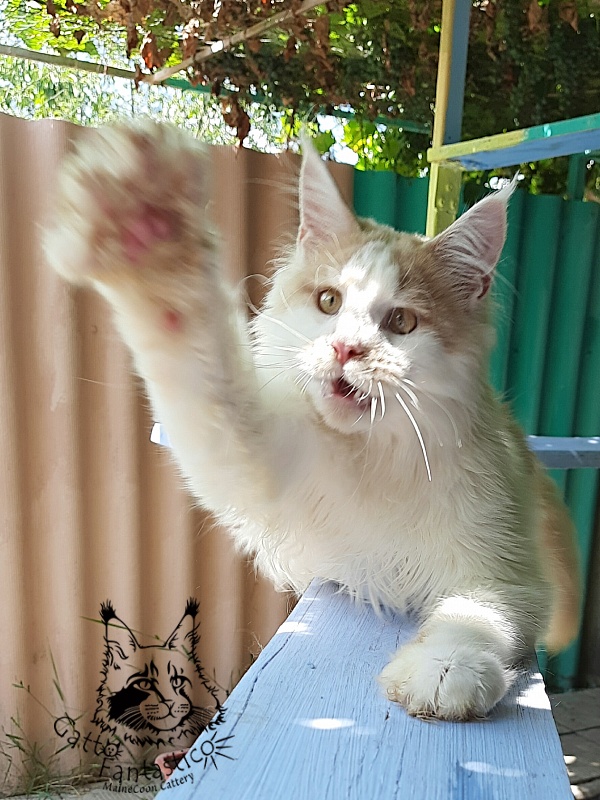 Gatto Fantastico Lincoln - Junior maine-coon 7 months 0.5 weeks