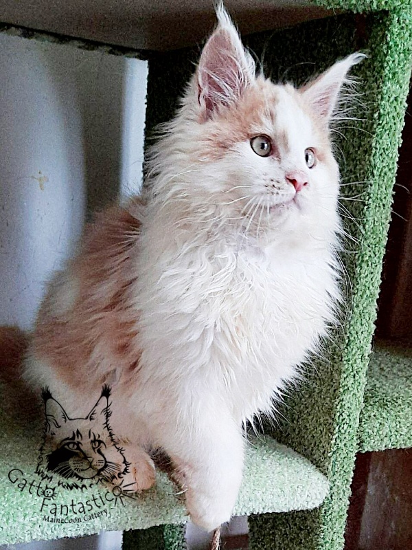 Gatto Fantastico Lincoln - Kitten maine-coon 3 months 3 weeks
