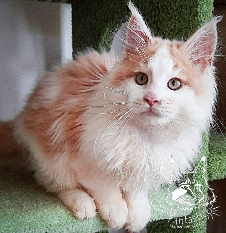 Gatto Fantastico Lincoln - Kitten maine-coon 3 months 3 weeks
