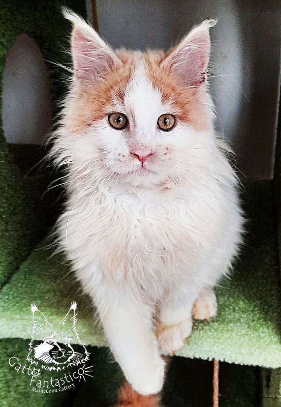Gatto Fantastico Lincoln - Kitten maine-coon 3 months 3 weeks