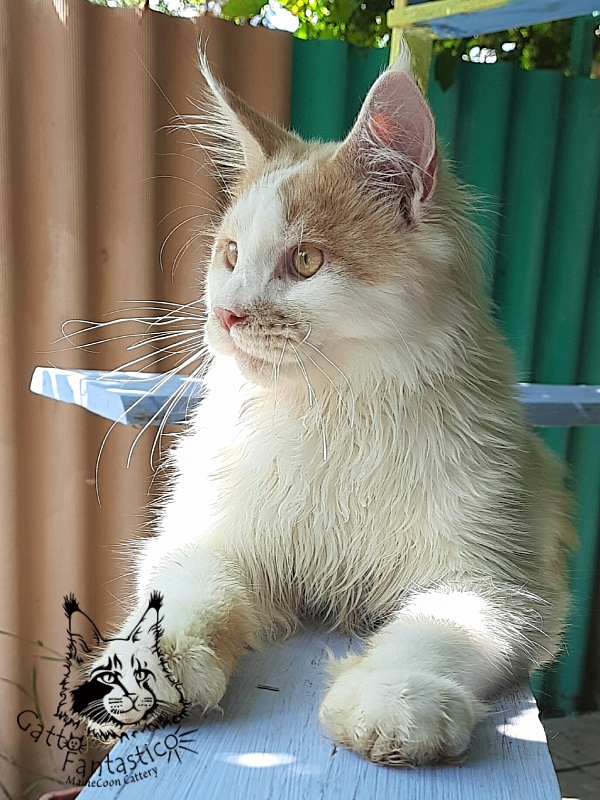 Gatto Fantastico Lincoln - Junior maine-coon 7 months 0.5 weeks