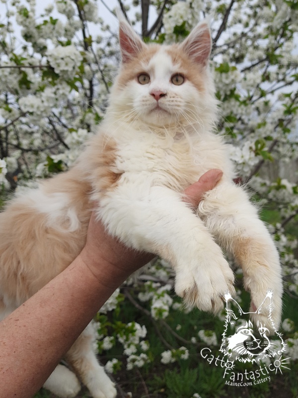 Gatto Fantastico Lincoln - Kitten maine-coon 4 months 0.5 weeks