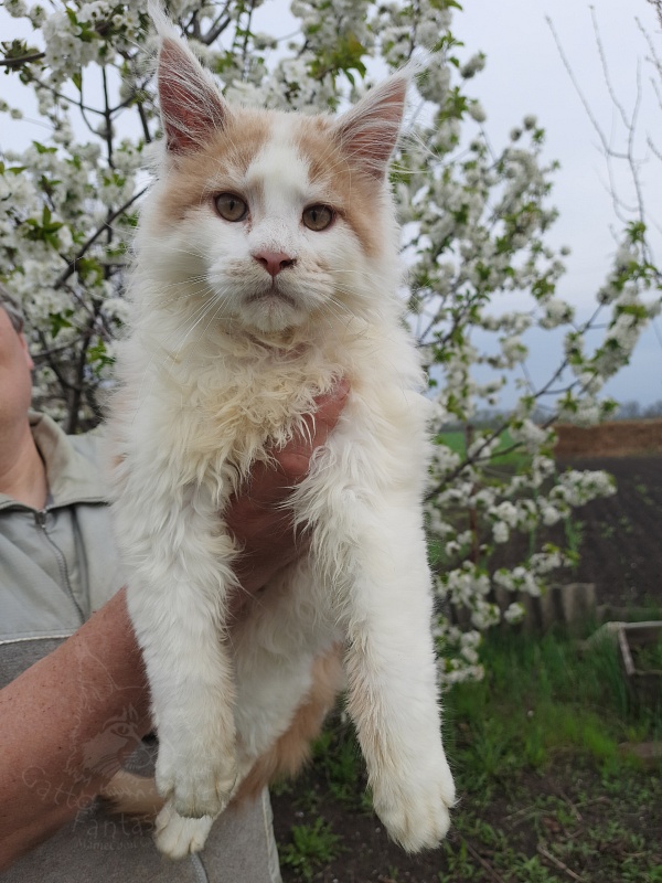Gatto Fantastico Lincoln - Kitten maine-coon 4 months 0.5 weeks