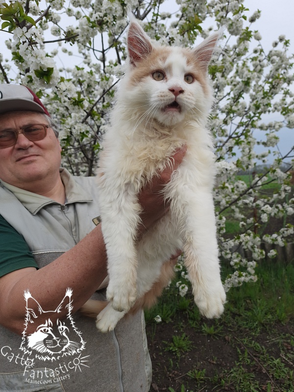 Gatto Fantastico Lincoln - Kitten maine-coon 4 months 0.5 weeks