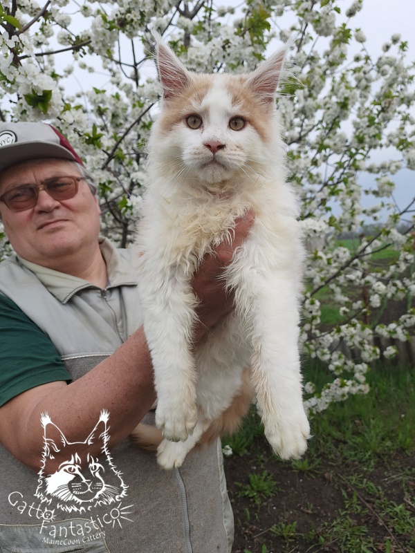Gatto Fantastico Lincoln - Kitten maine-coon 4 months 0.5 weeks