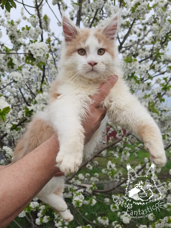 Gatto Fantastico Lincoln - Kitten maine-coon 4 months 0.5 weeks
